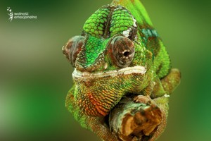 kameleon
